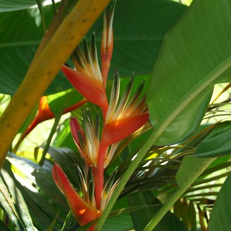 Bluewater Lodge Nadi Buitenkant foto